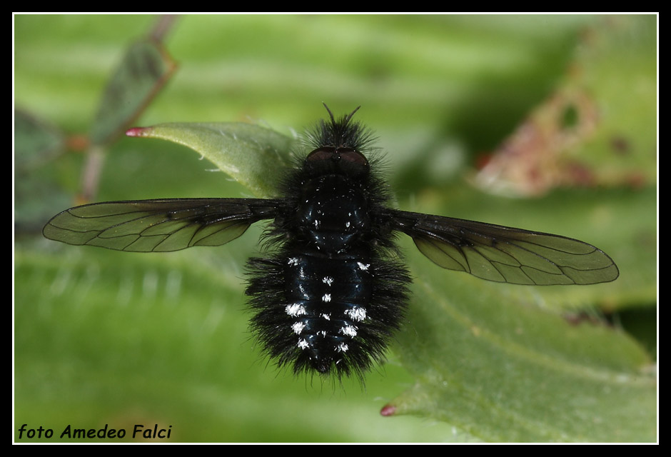 Dalla Sicilia: Bombylella atra (Bombyliidae)